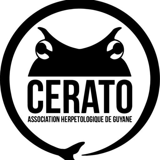 cerato